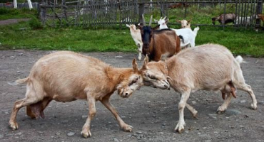 Jak odnaučit kozu od narážení a proč to dělá, deaktivace rohů